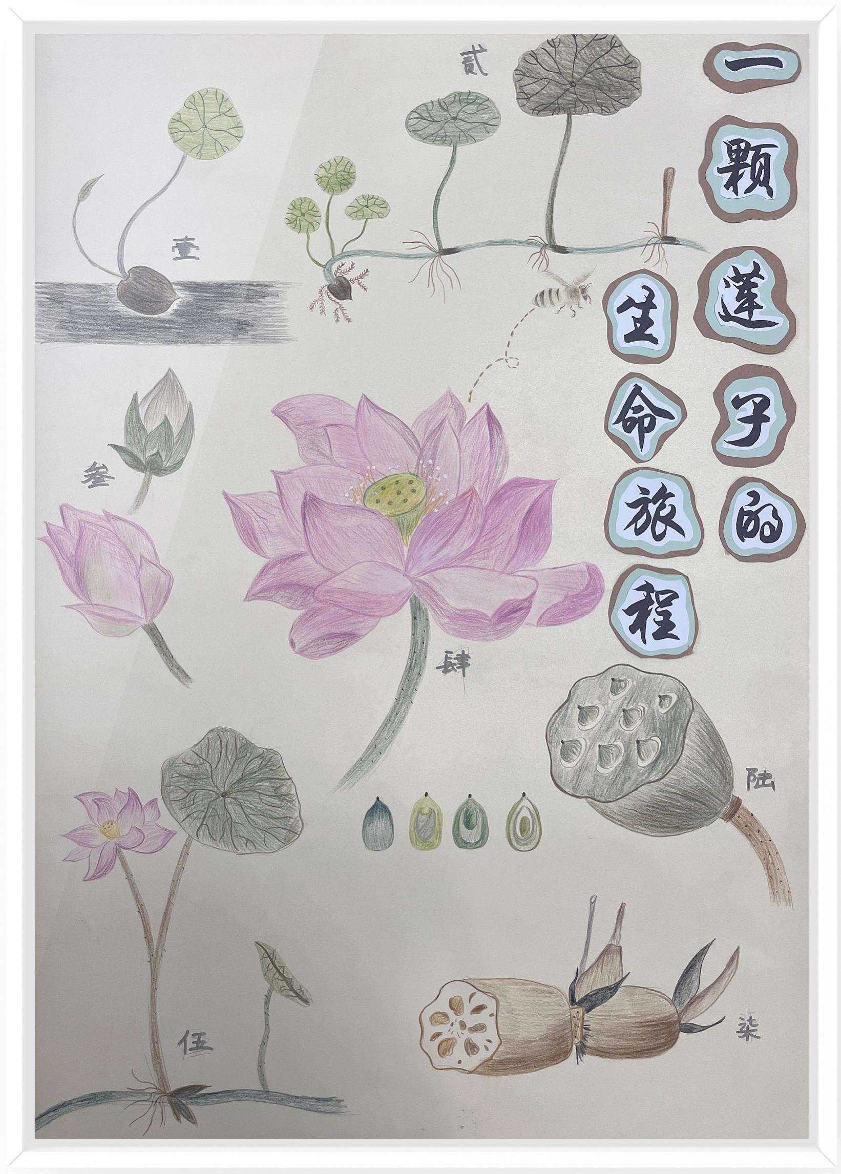 《一颗莲子的生命旅程》（作者：朱水铮、吴梦霁、张婷）.png